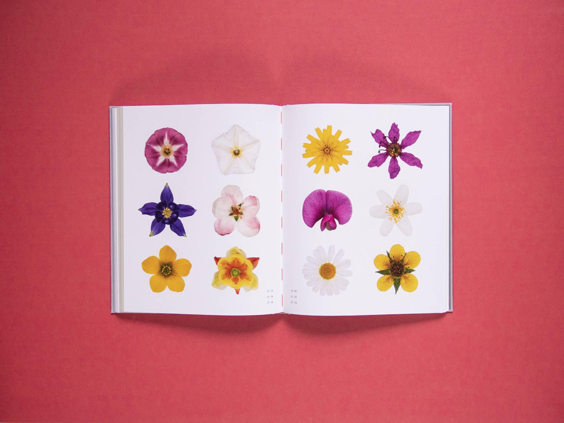 Flora Viva — natureza, cuidado e práticas para o cotidiano