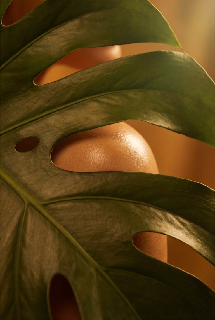 Imagem sensorial da Primavera Flora Viva